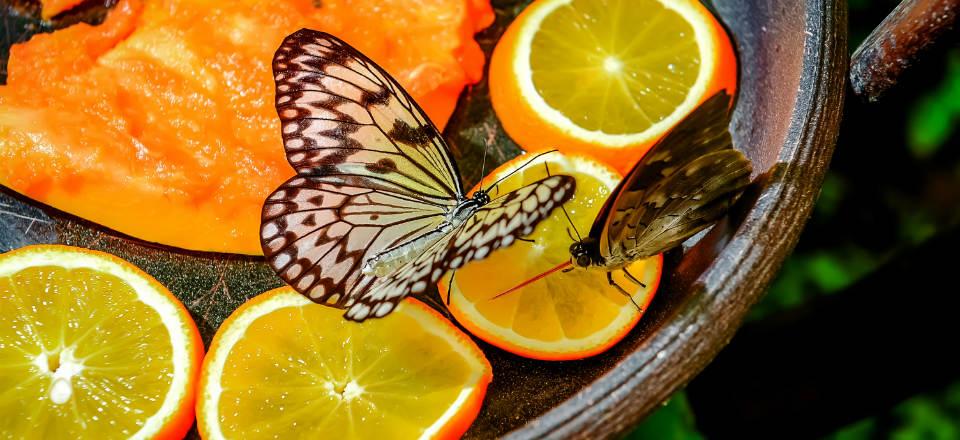 Butterfly Park Of Benalmadena Spain image