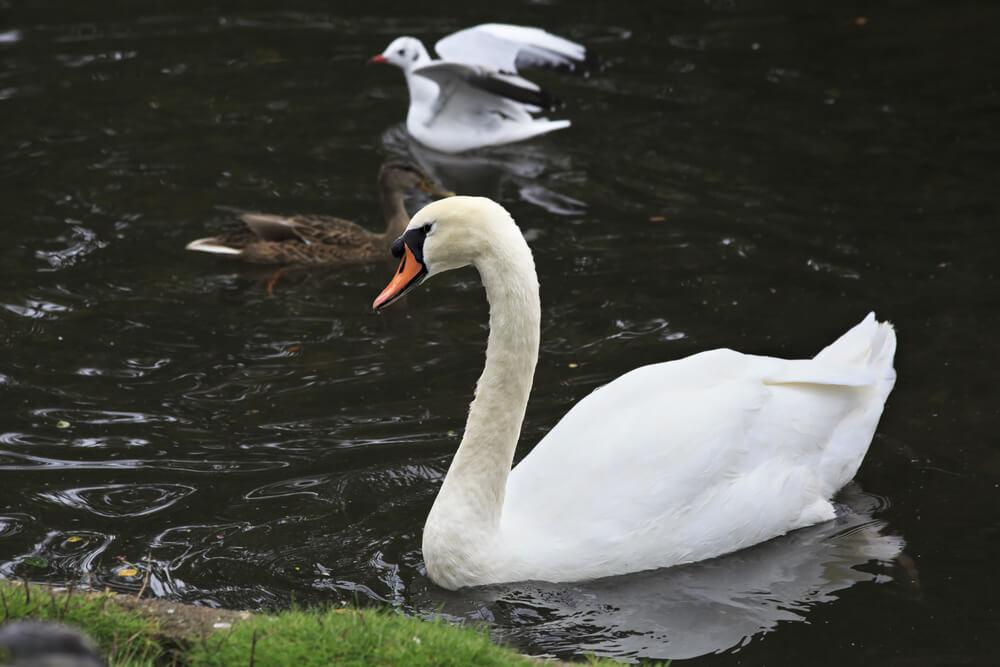 Dublin Zoo image