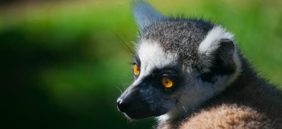 Bioparc Fuengirola Spain image