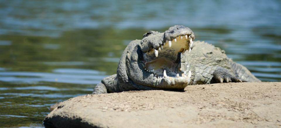 Crocodile spotting in Cumbarjua image