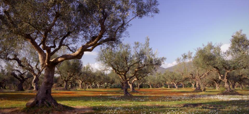 Kalamata Olives Greece image