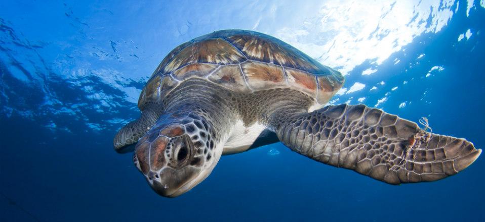 Best places to go snorkelling in Tenerife image