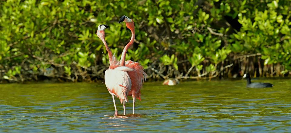 Speedboat through the mangroves image