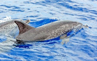 Whale Watching In Madeira Portugal image